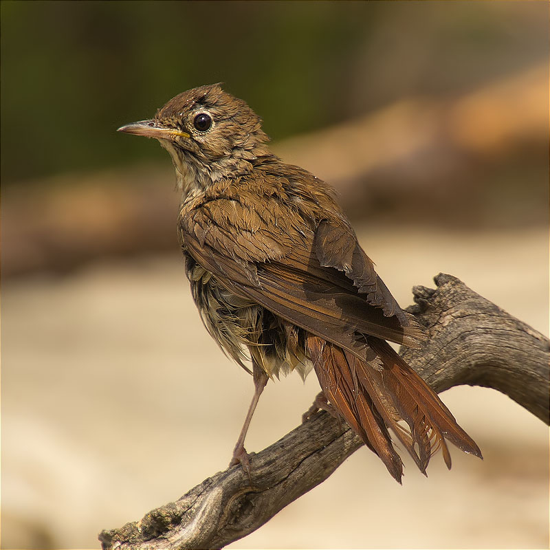 Rossinyol (Luscinia megarhynchos)