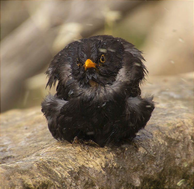 Mascle de Merla (Turdus merula)