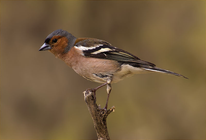 Mascle de Pinsà comú (Fringilla coelebs)