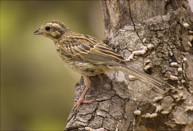 Femella de Gratapalles (Emberiza cirlus)