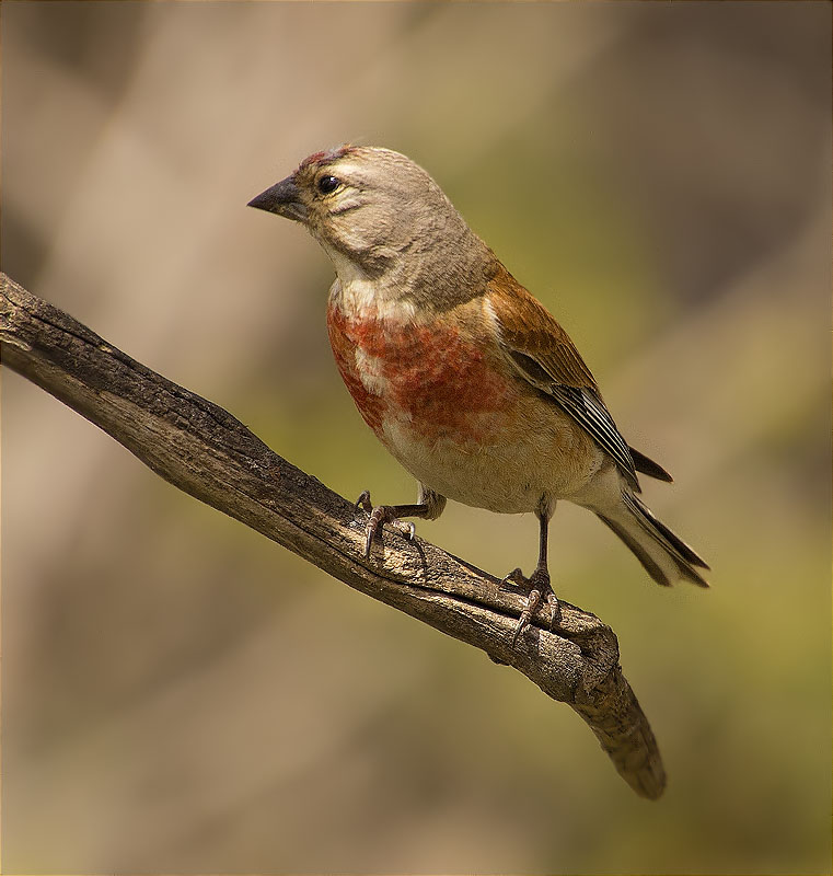 Mascle de Passerell (Carduelis cannabina)