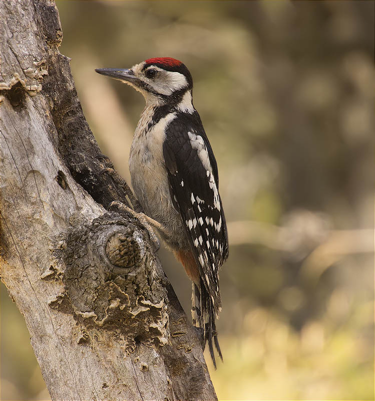 Jove de Picot garser gros (Dendrocopos major)