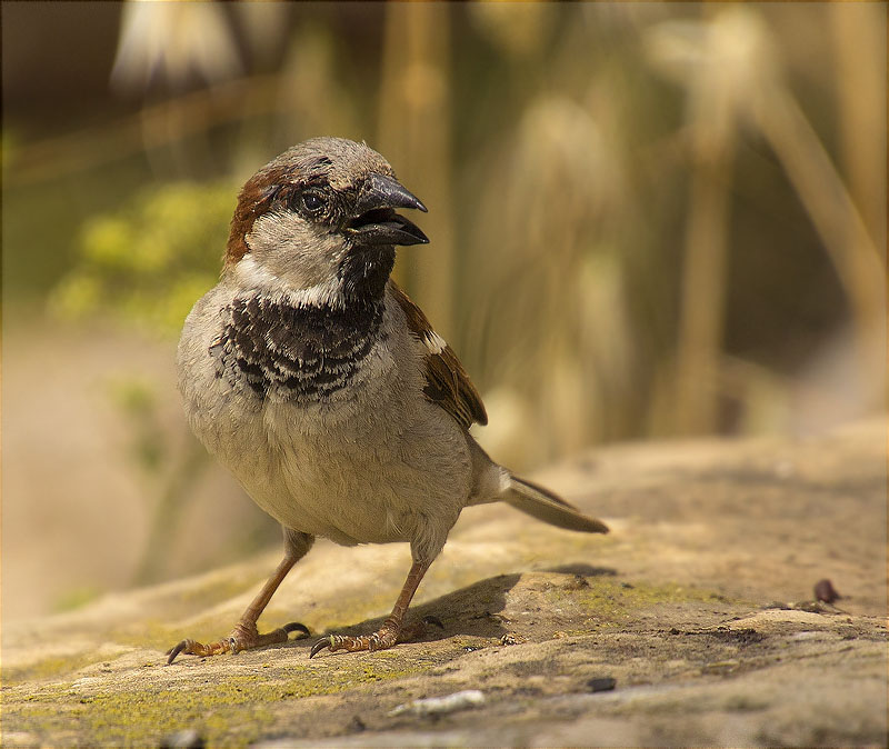 Mascle de Pardal comú (Paser domesticus)