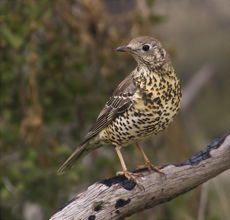 Griva (Turdus viscivorus)