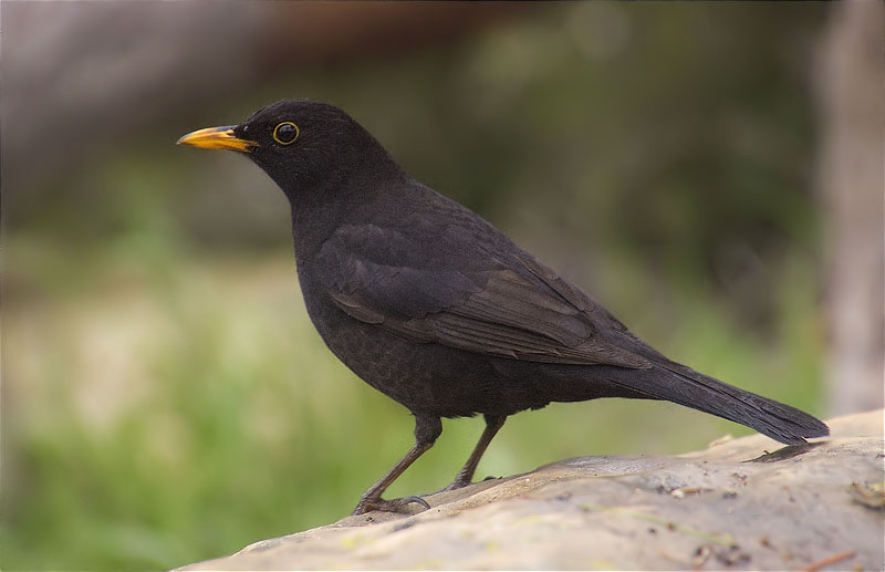 Mascle de Merla (Turdus merula)