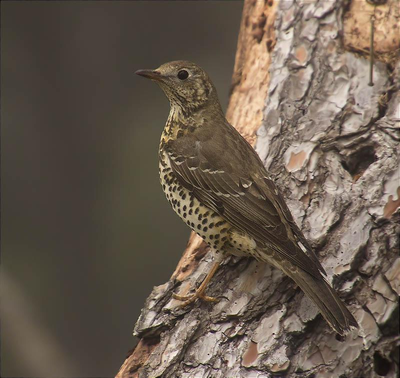 Griva (Turdus viscivorus)