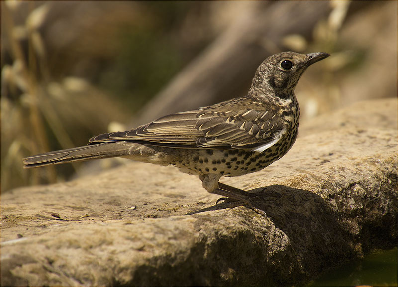 Griva (Turdus viscivorus)