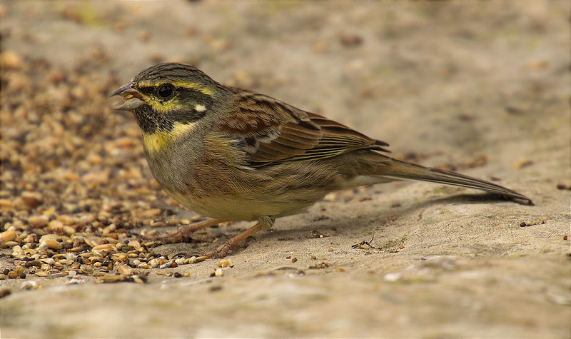 Mascle de Gratapalles (Emberiza cirlus)