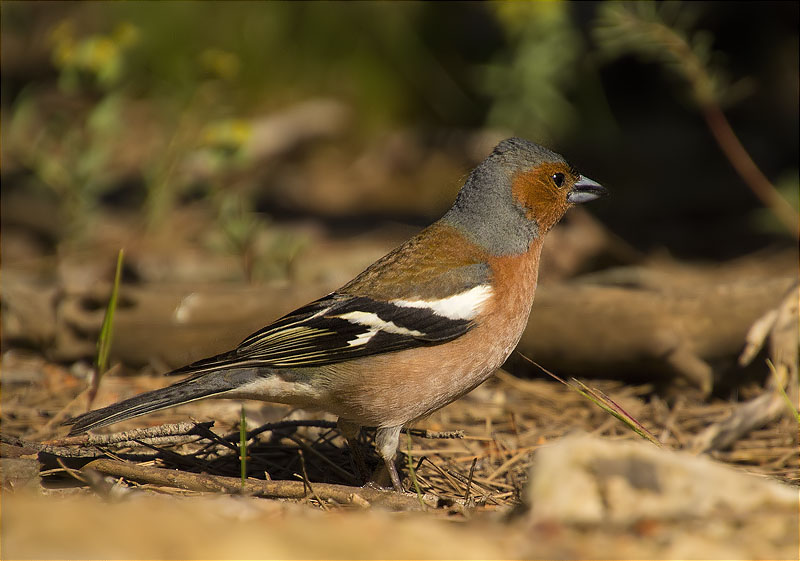 Mascle de Pinsà comú (Fringilla coelebs)