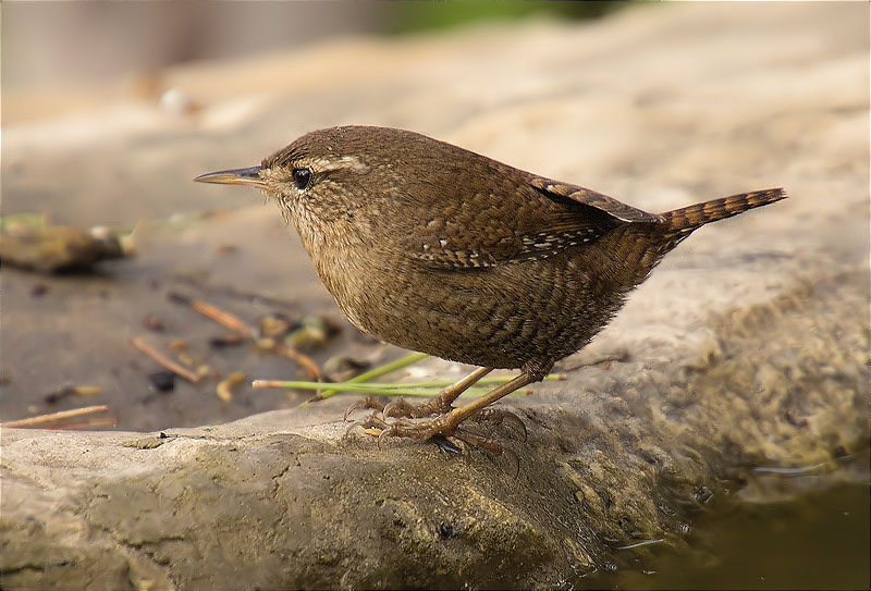 Cargolet (Troglodytes troglodytes)