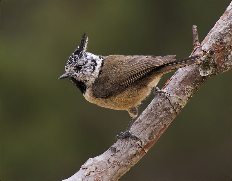 Mallerenga emplomallada (Parus cristatus)