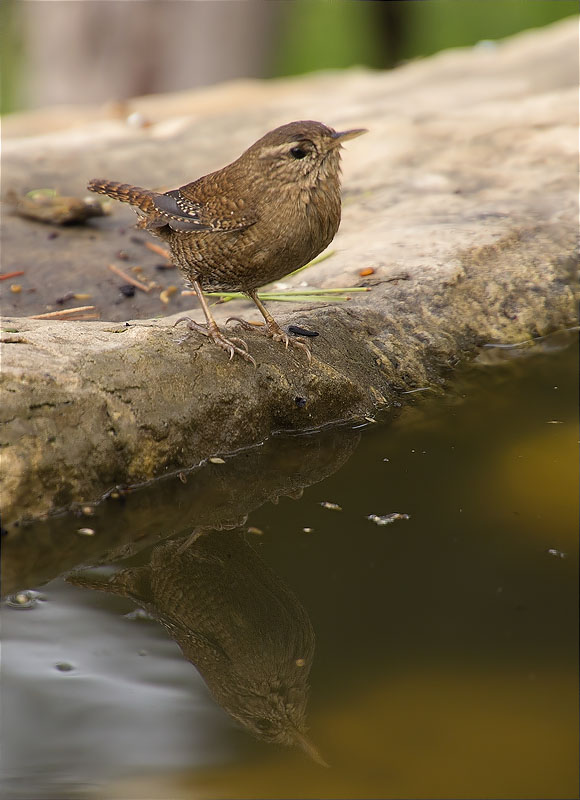 Cargolet (Troglodytes troglodytes)