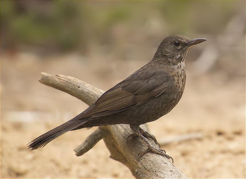 Femella de Merla (Turdus merula)