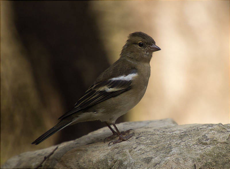 Femella de Pinsà comú (Fringilla coelebs)