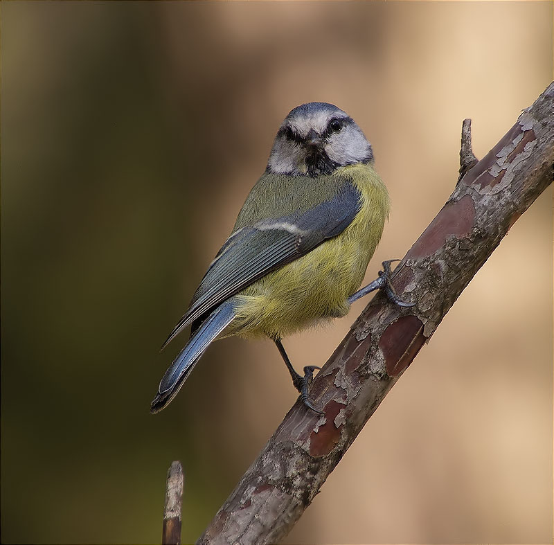 Mallerenga blava (Cyanistes caeruleus)