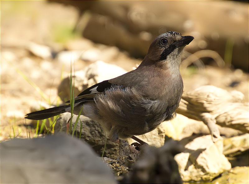 Gaig (Garrulus grandarius)