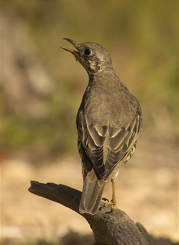 Griva (Turdus viscivorus)