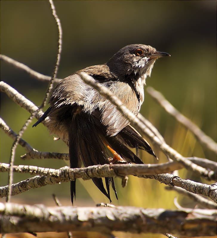 Femella de Tallarol capnegre (Sylvia melanocephala)