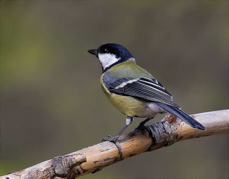 Mallerenga carbonera (Parus major)