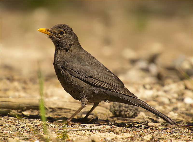 Merla (Turdus, merula)