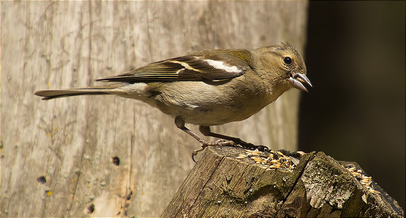 Femella de Pinsà comú (Fringilla coelebs)