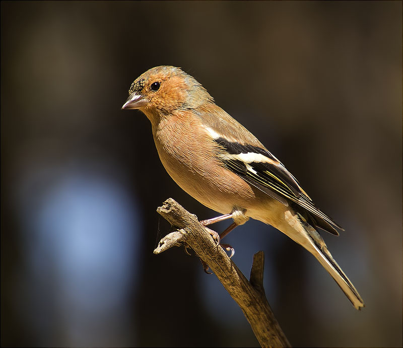 Mascle jove de Pinsà comú (Fringilla coelebs)