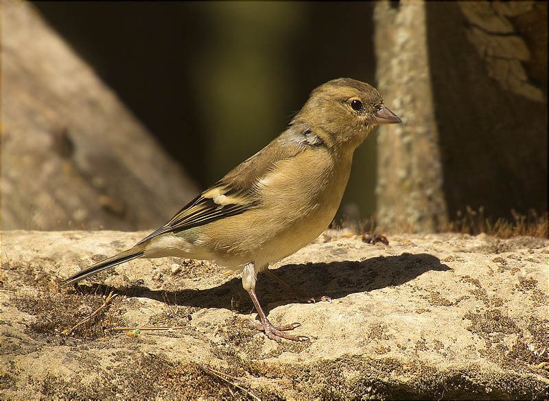 Femella jove de Pinsà comú (Fringilla coelebs)