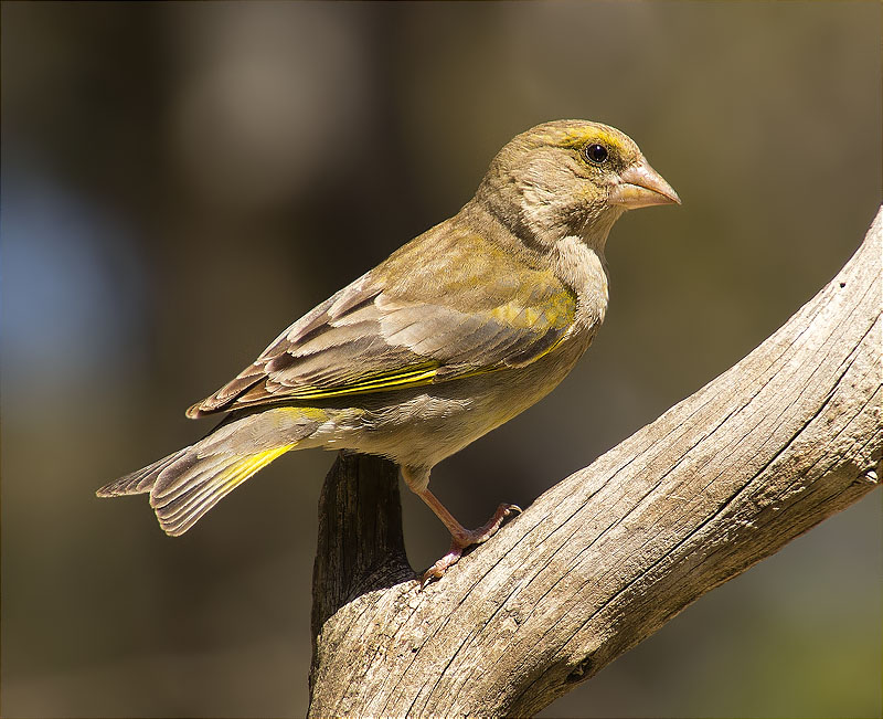 Femella de Verdum (Carduelis chloris)