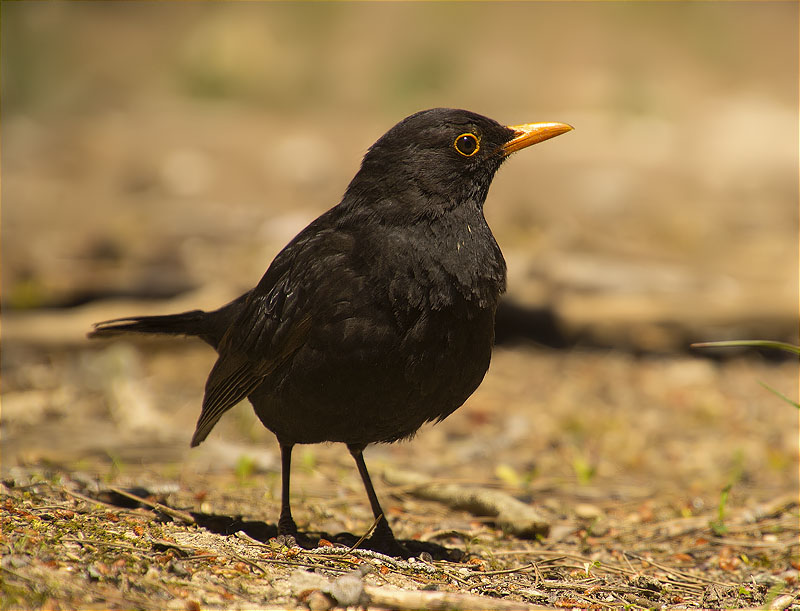 Mascle de Merla (Turdus, merula)