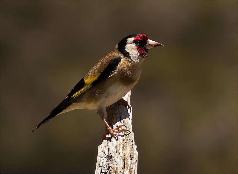 Cadernera (Carduelis carduelis)