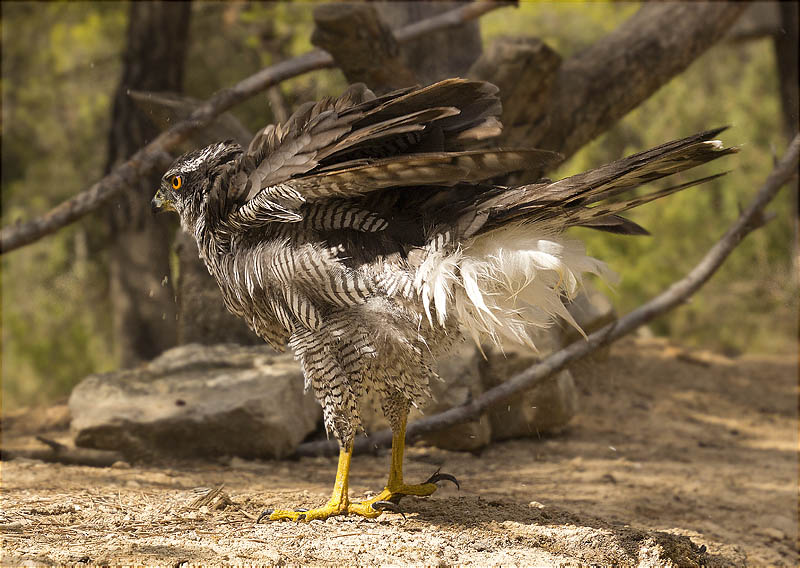 Astor (Accipiter gentilis)