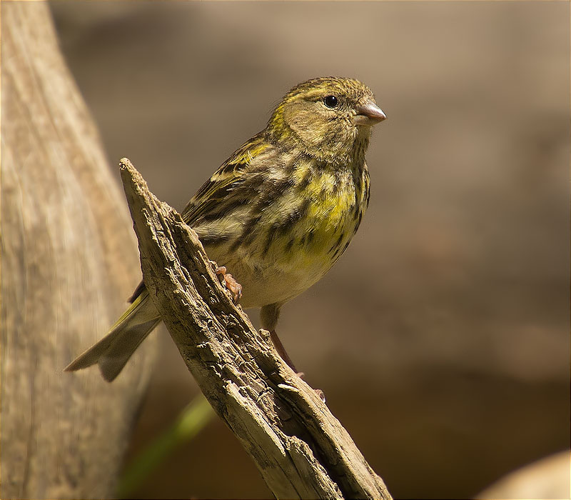 Gafarró (Serinus serinus)