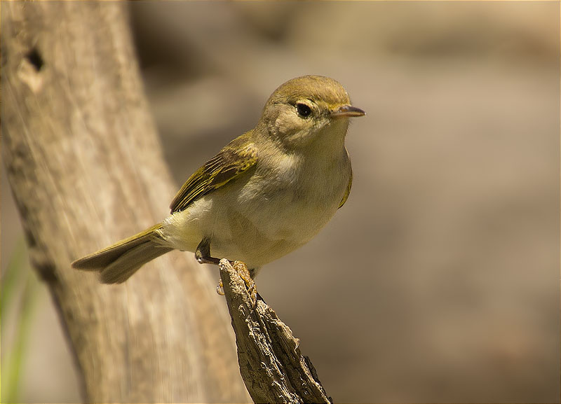 Mosquiter pàl·lid (Phylloscopus bonelli)