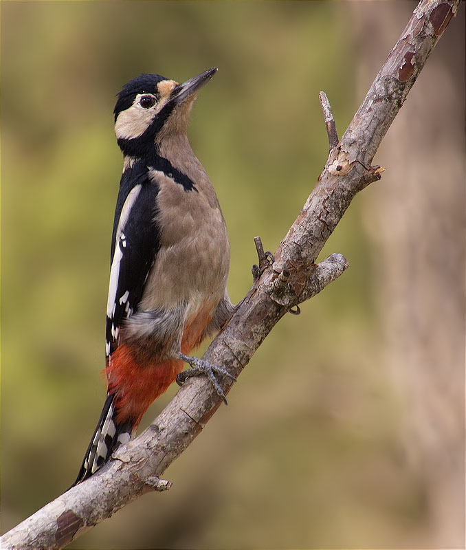 Femella de Picot garser gros (Dendrocopos major)