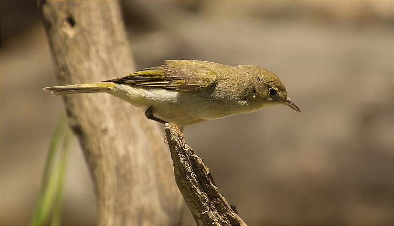 Mosquiter pàl·lid (Phylloscopus bonelli)