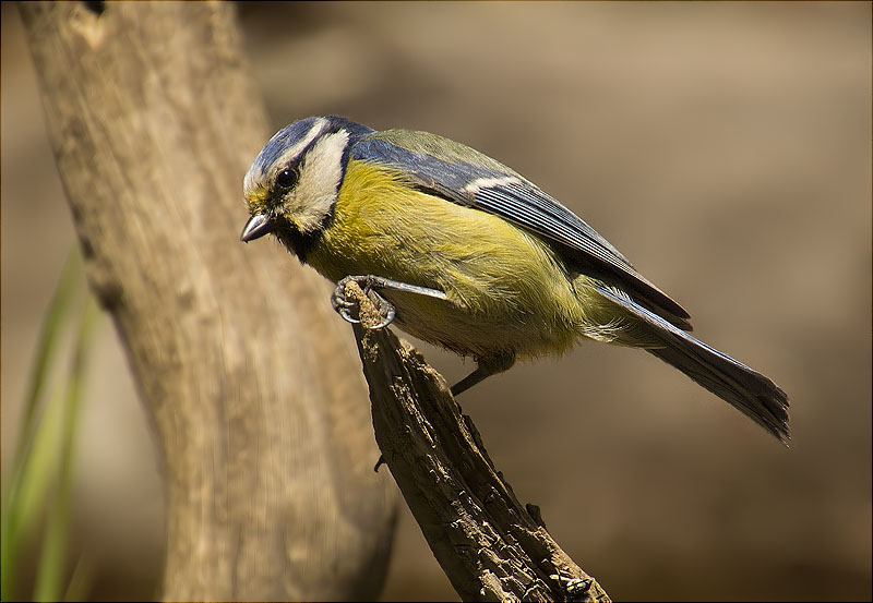 Mallerenga blava (Cyanistes caeruleus)