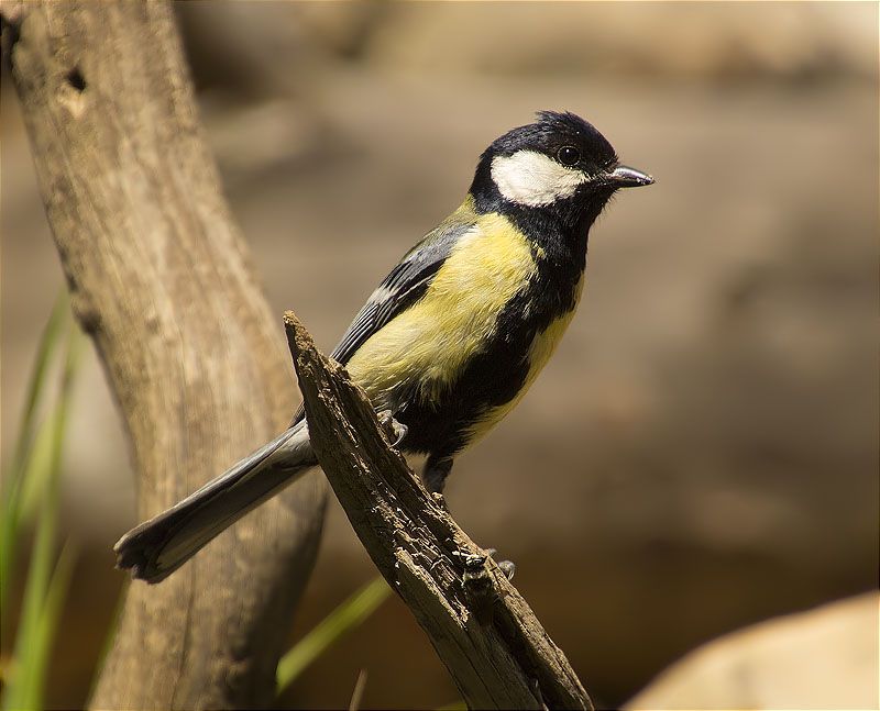 Mallerenga carbonera (Parus major)