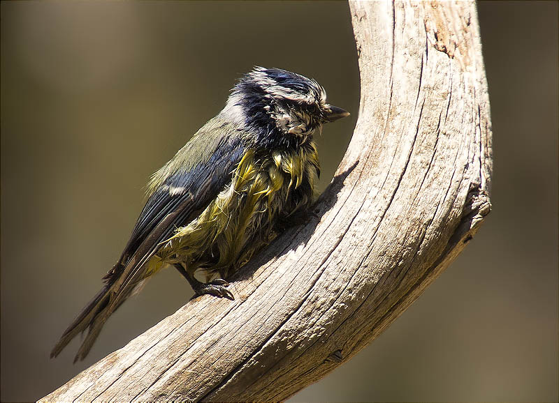 Mallerenga blava (Cyanistes caeruleus)