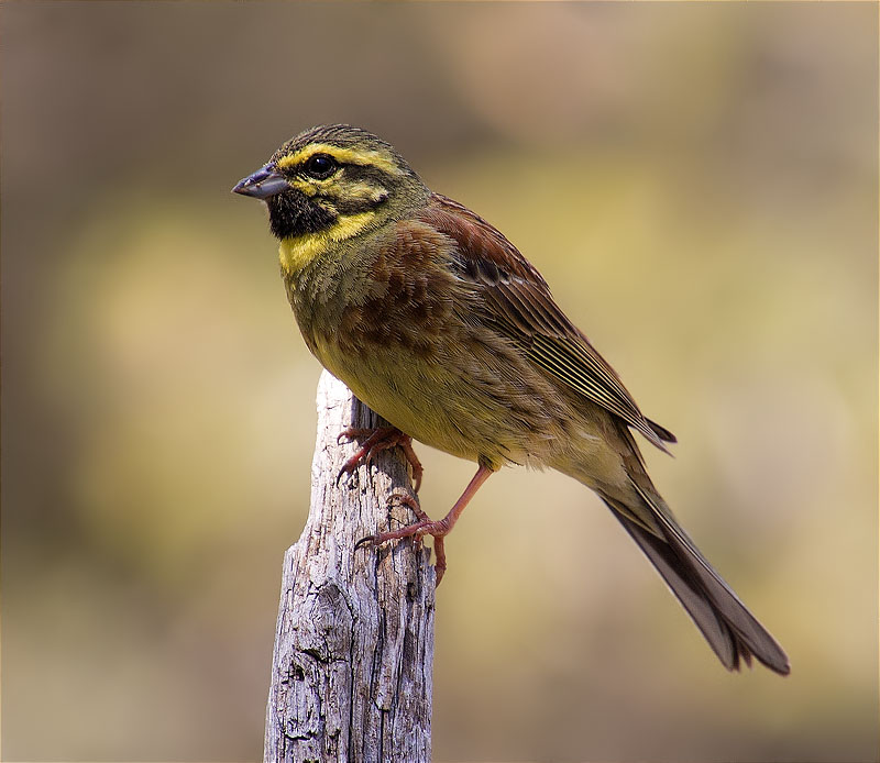 Mascle de Gratapalles (Emberiza cirlus)