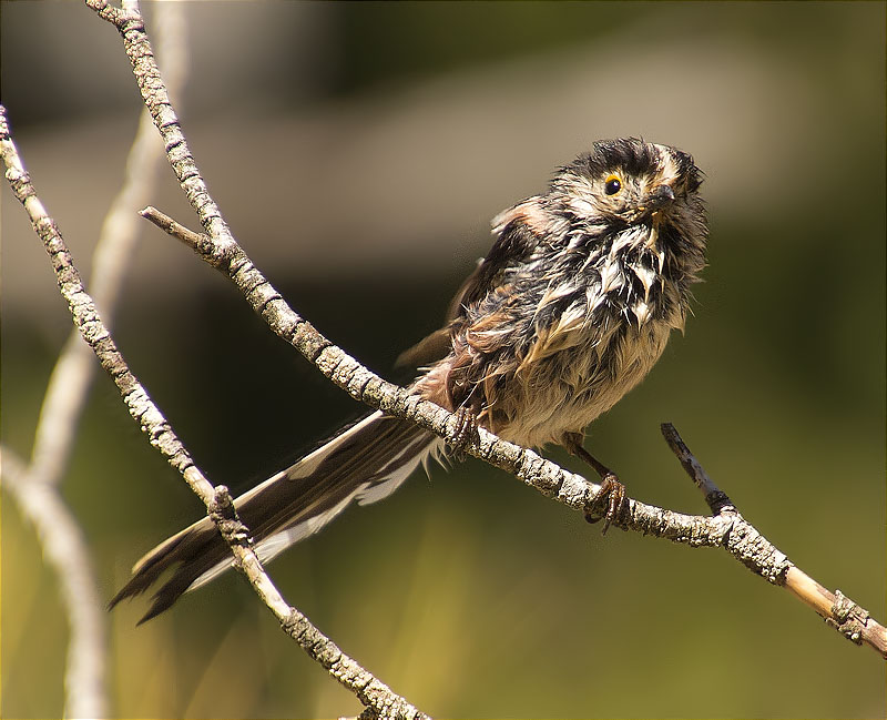 Mallerenga cuallarga (Aegithalos caudatus)