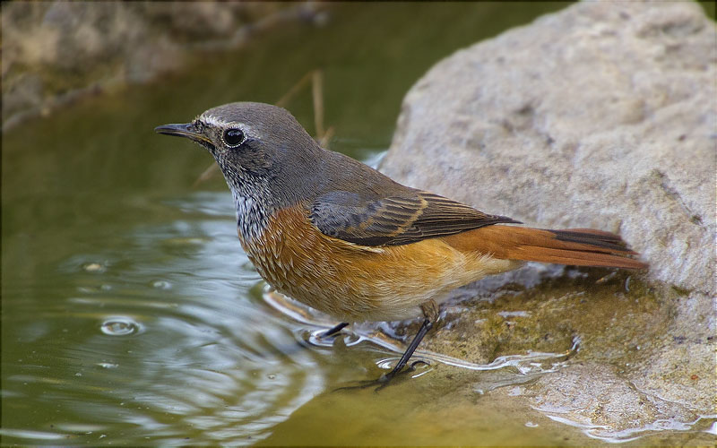 Mascle de Cotxa cua-roja (Phoenicurus phoenicurus)