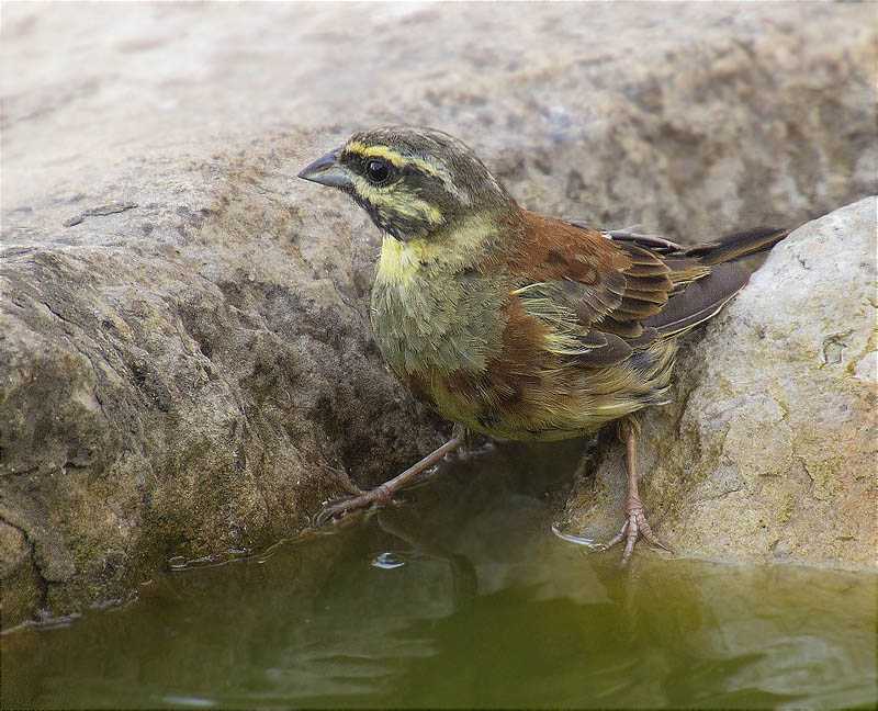 Mascle de Gratapalles (Emberiza cirlus)