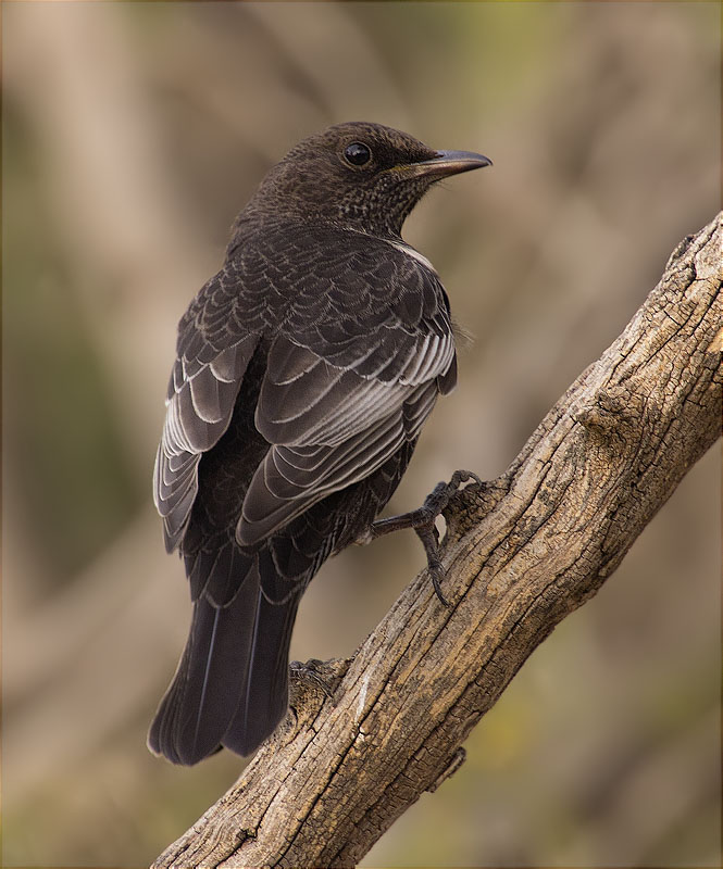 Femella de Merla de pit blanc (Turdus torquatus torquatus)