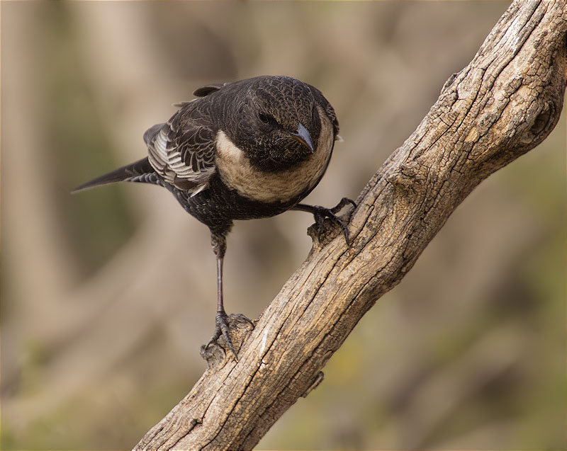 Femella de Merla de pit blanc (Turdus torquatus torquatus)