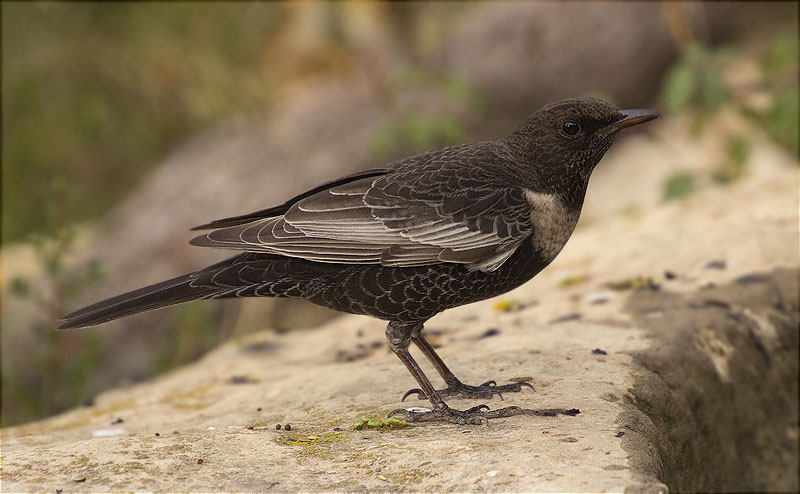 Femella de Merla de pit blanc (Turdus torquatus torquatus)