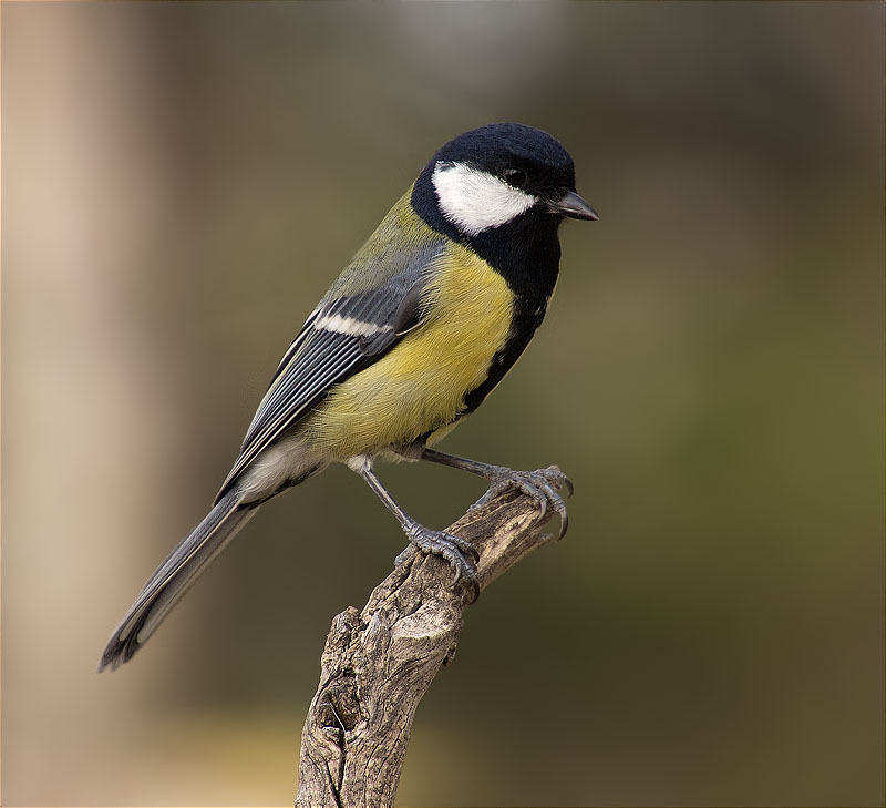 Mallerenga carbonera (Parus major)