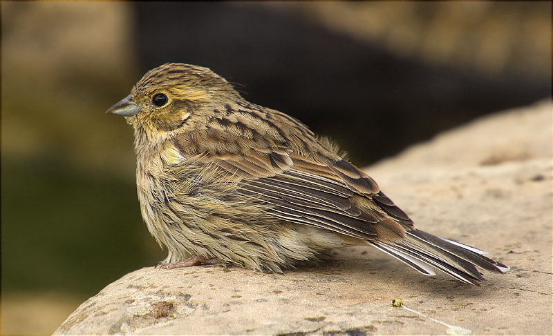 Jove de Gratapalles (Emberiza cirlus)