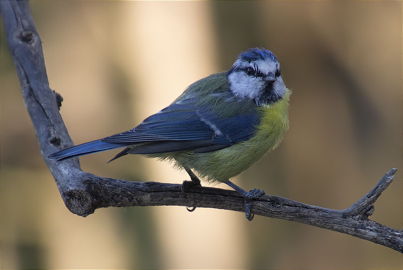 Mallerenga blava (Cyanistes caeruleus)