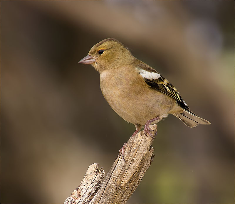 Femella de Pinsà comú (Fringilla coelebs)