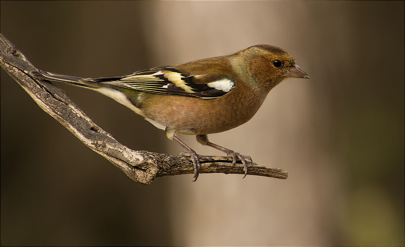 Mascle jove de Pinsà comú (Fringilla coelebs)